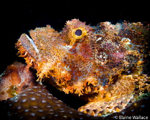 Portrait of a tasselled scorpion fish by Elaine Wallace 